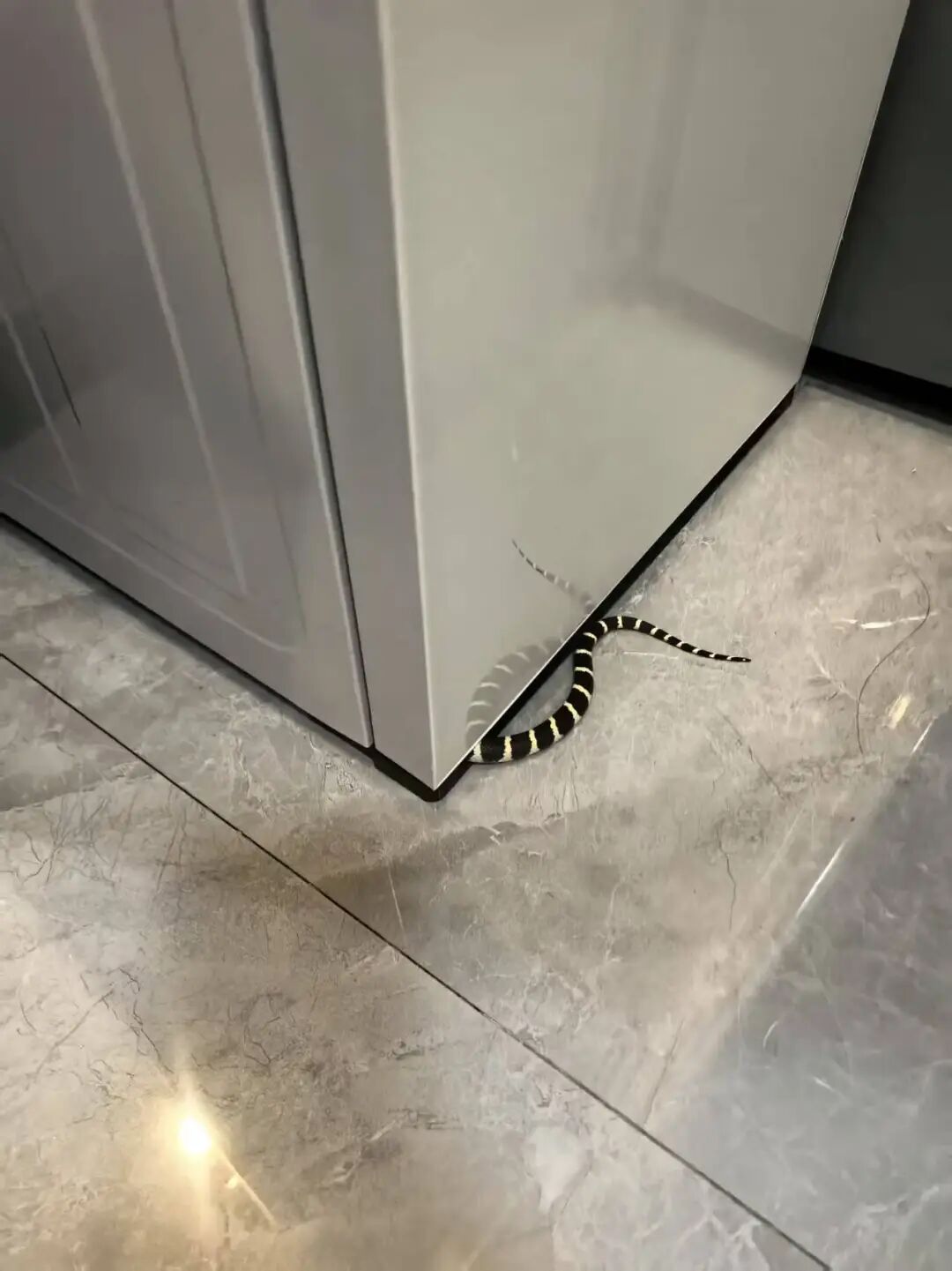 惊险！剧毒银环蛇闯入家中 已进入活跃期，小心