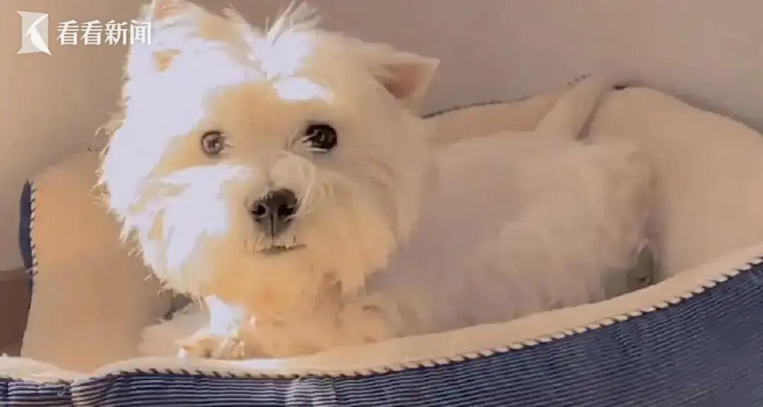 为了一条狗值得吗？北京宠物中毒案当事人：不值，但它是我的家人