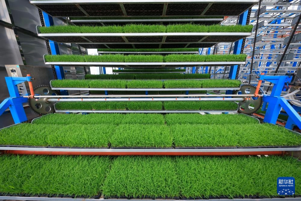 春耕时节“广东第一田”插秧忙