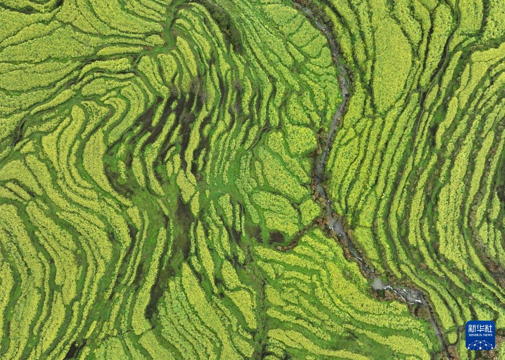 花开婺源 微距寻春