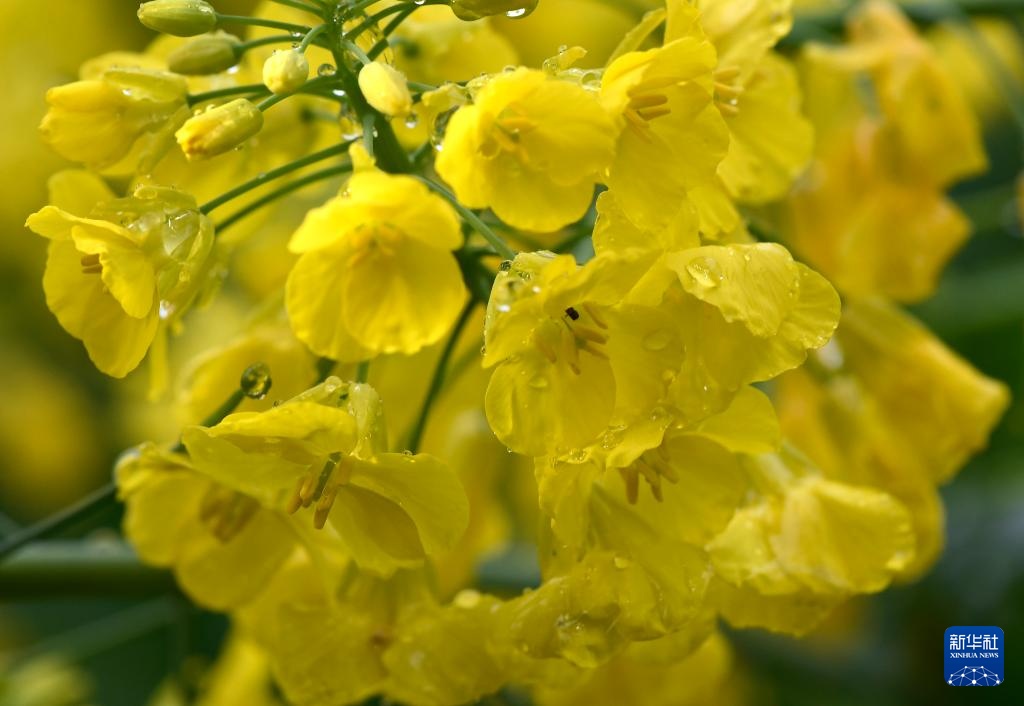 花开婺源 微距寻春