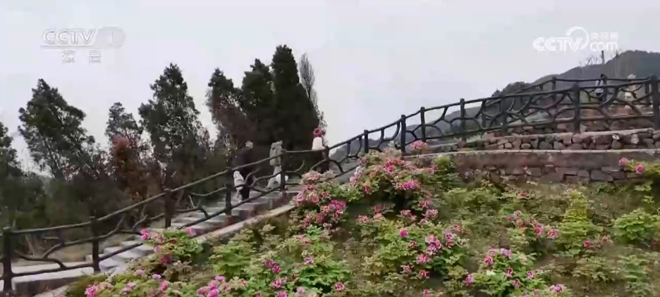 “赏花游”成为农文旅消费新热点 “春日美景”撬动消费升级新图景