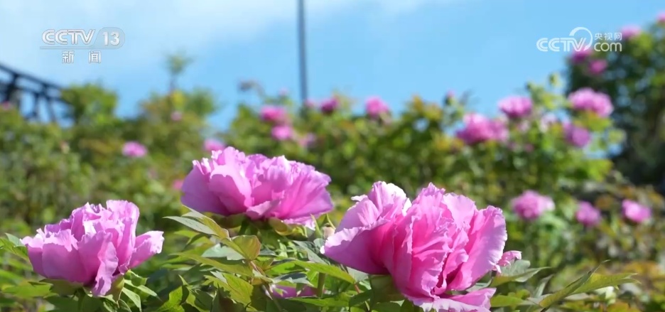 “春日限定”美景激发消费蓬勃活力 “赏花经济”以小切口撬动大市场