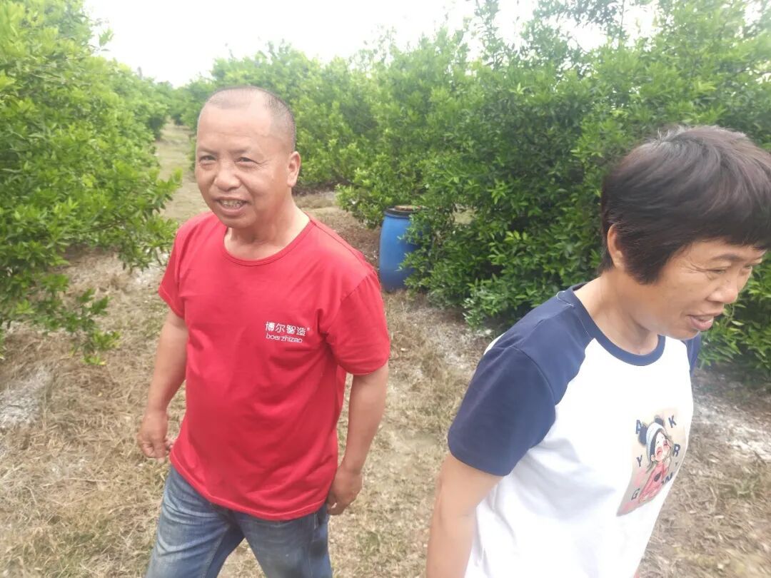 新会茶枝柑花量只有往年三成，今年陈皮涨价已难避免