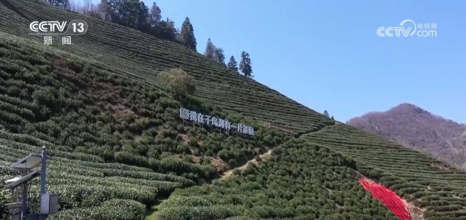 传统茶文化“邂逅”年轻潮流 新风尚尽显春日茶产业勃勃生机