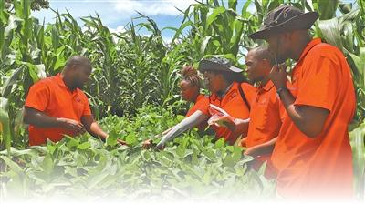 中非科技小院首位博士生，回到家乡后带来这些变化