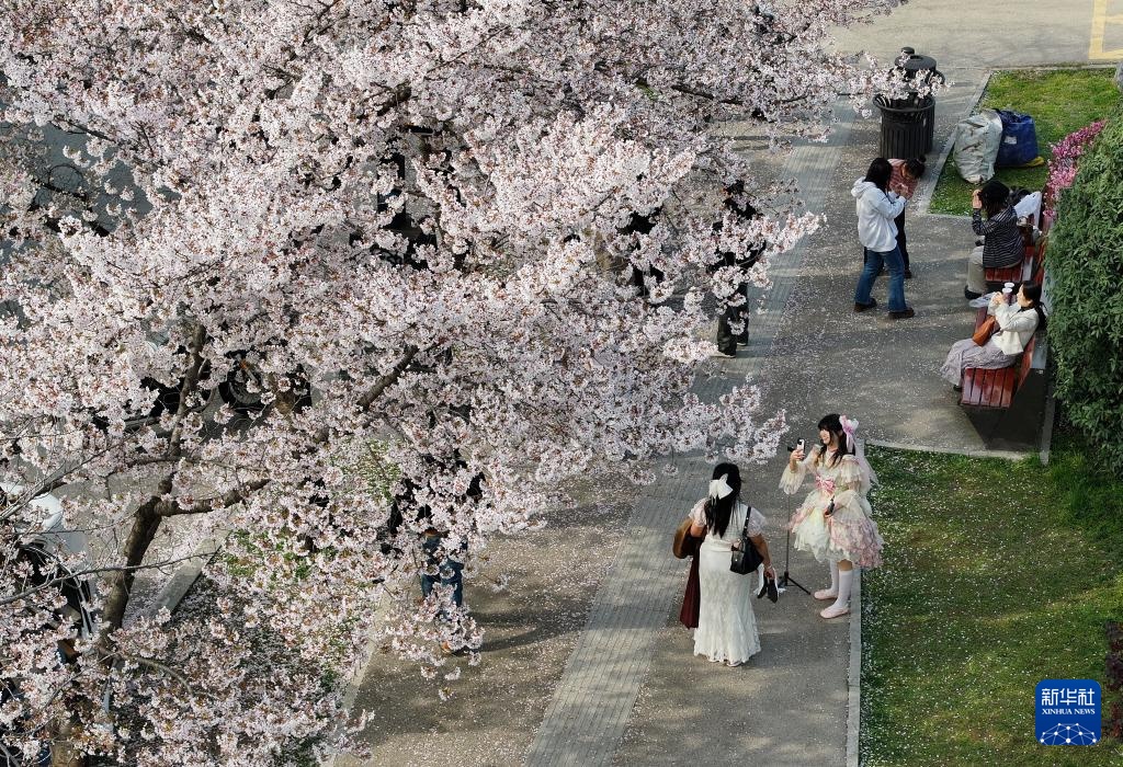 曲江池畔春意盎然