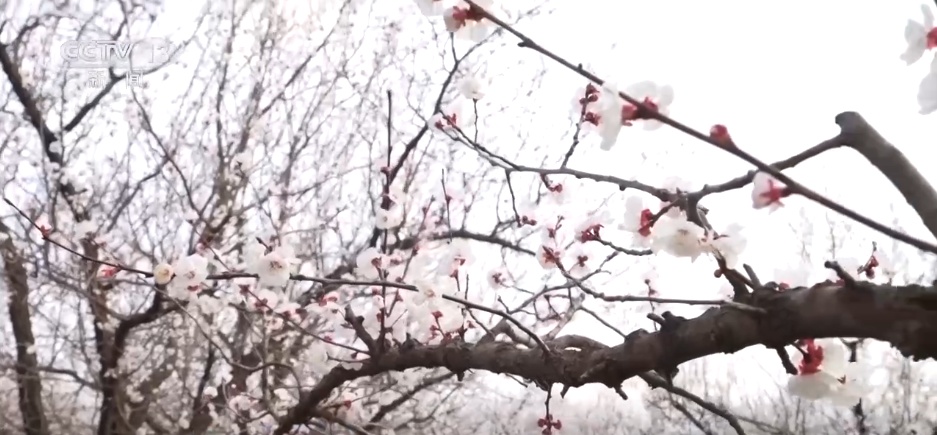 各地“花”样文旅“圈粉”引客来 “春日流量”奔涌激活“消费DNA”