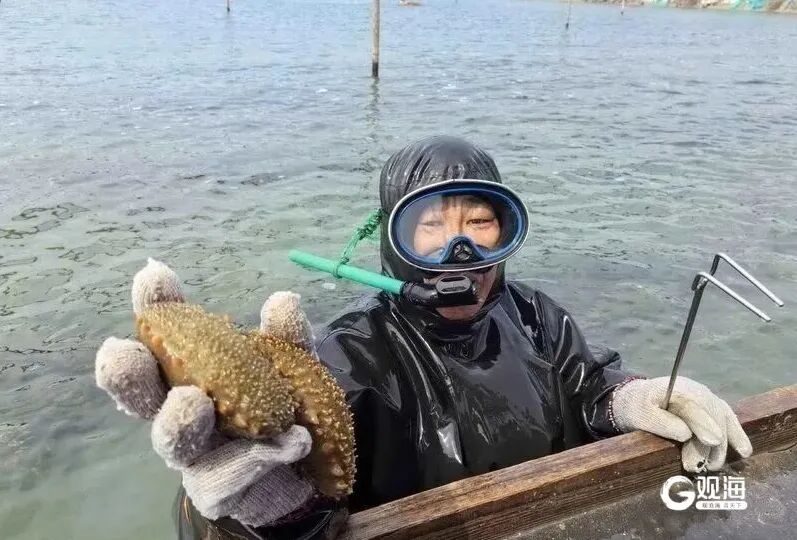 个大鲜肥！青岛这种海鲜正大量上市，每天几万斤，一上岸就被抢……