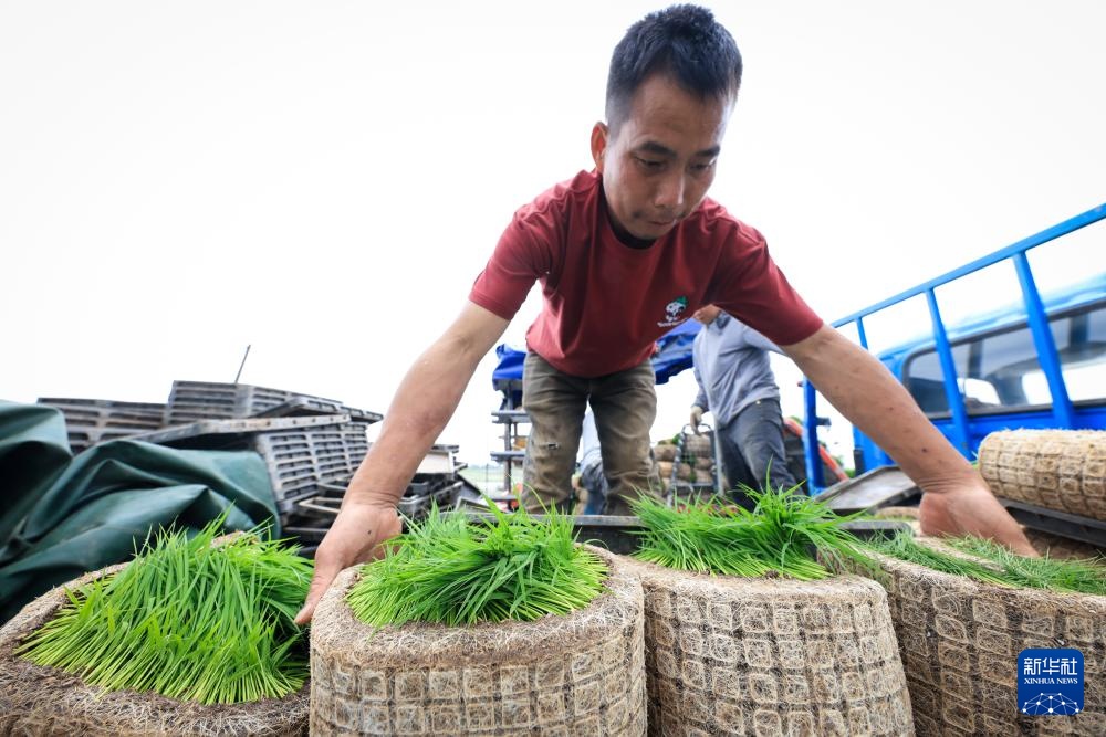 春耕时节“广东第一田”插秧忙