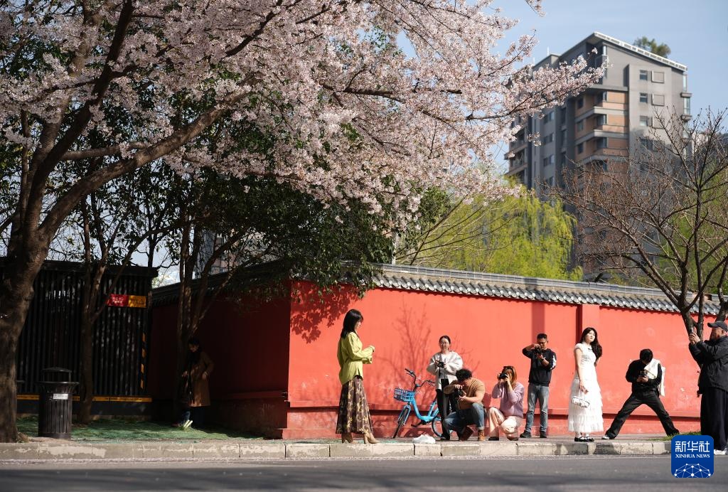 曲江池畔春意盎然