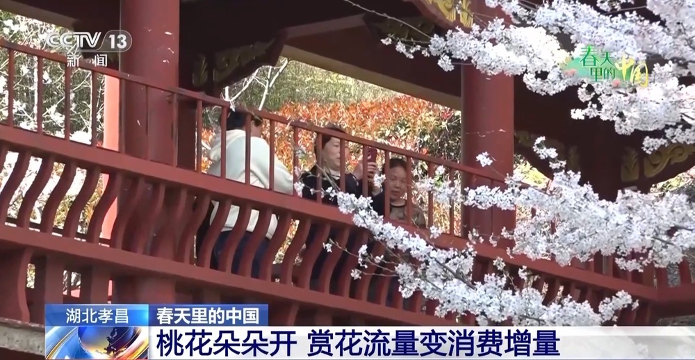 赏花流量→消费增量 春日“花经济”促振兴