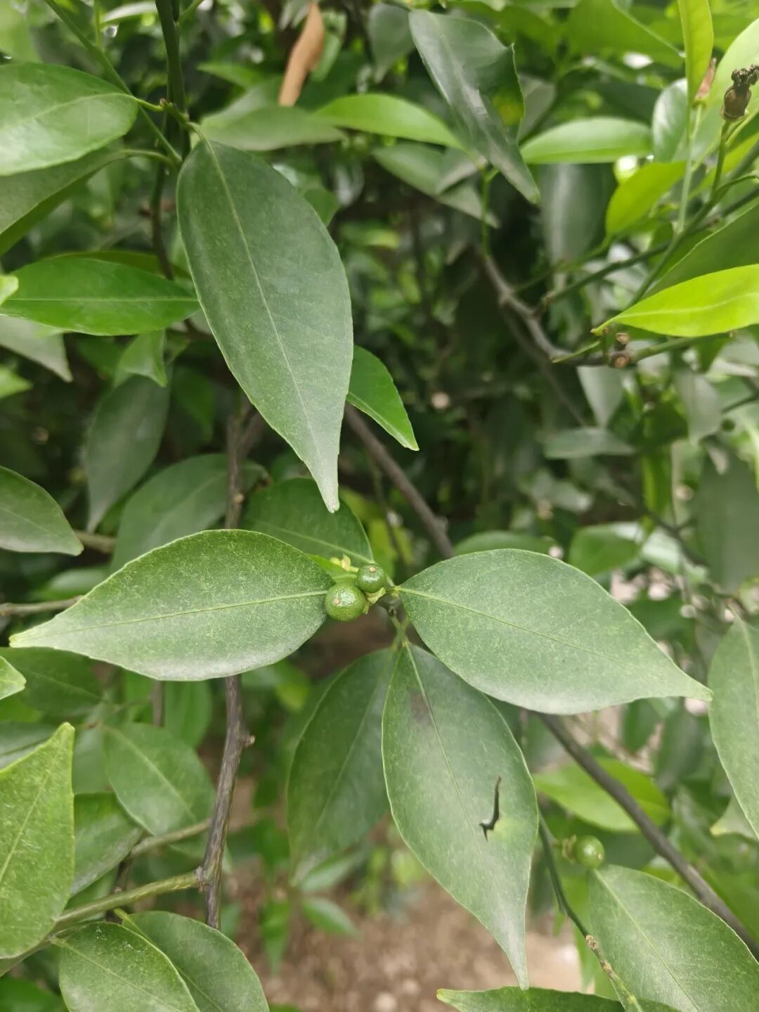 新会茶枝柑花量只有往年三成，今年陈皮涨价已难避免