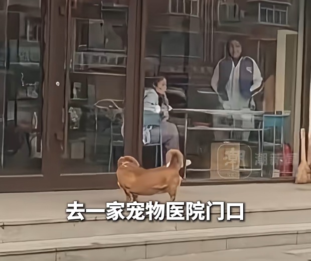 狗狗追着医生“骂”了8年，坚持每天早中晚上门维权！主人：只因8年前旧怨
