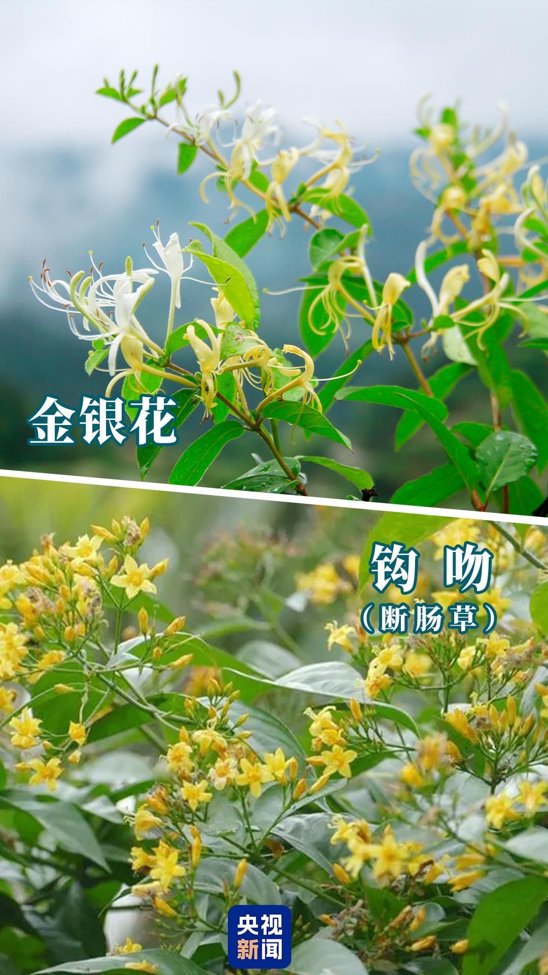 女子误食“野芹菜”中毒，这些易混淆食物千万要注意！