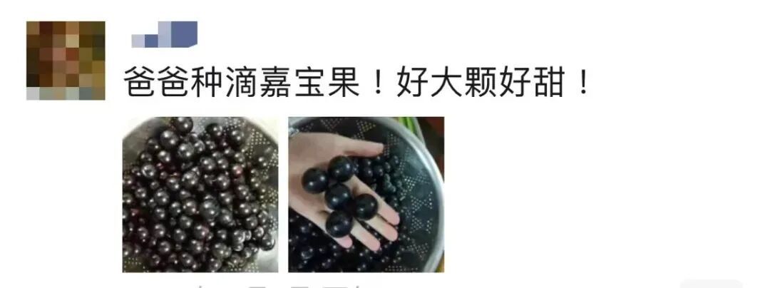 夸张！曾经500元/斤，现在随便吃？在东莞很常见→