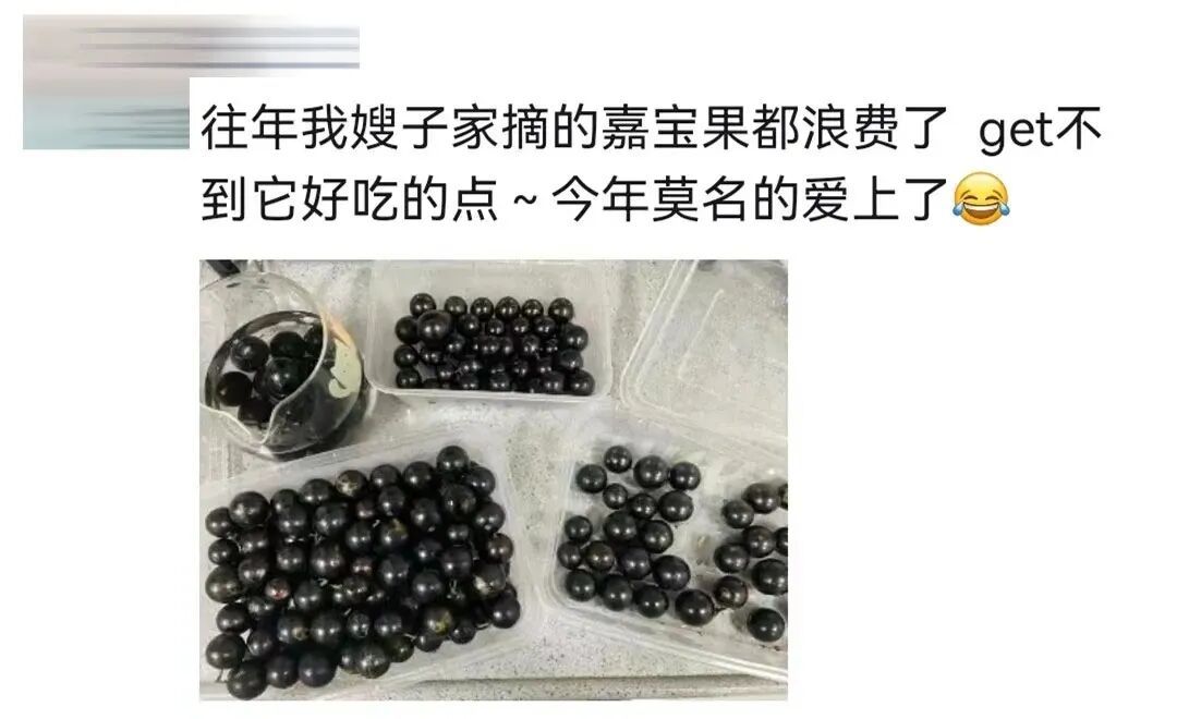 夸张！曾经500元/斤，现在随便吃？在东莞很常见→