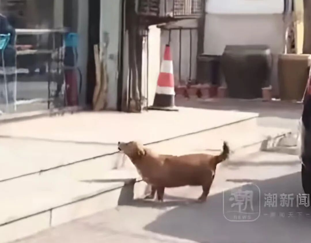 狗狗追着医生“骂”了8年，坚持每天早中晚上门维权！主人：只因8年前旧怨