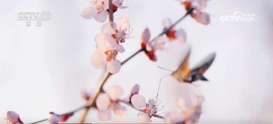 “赏花游”成为农文旅消费新热点 “春日美景”撬动消费升级新图景