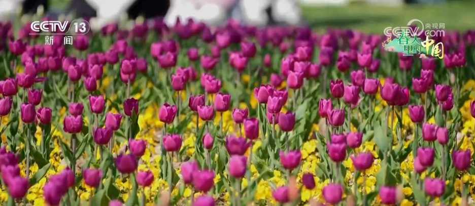 “春日限定”美景激发消费蓬勃活力 “赏花经济”以小切口撬动大市场