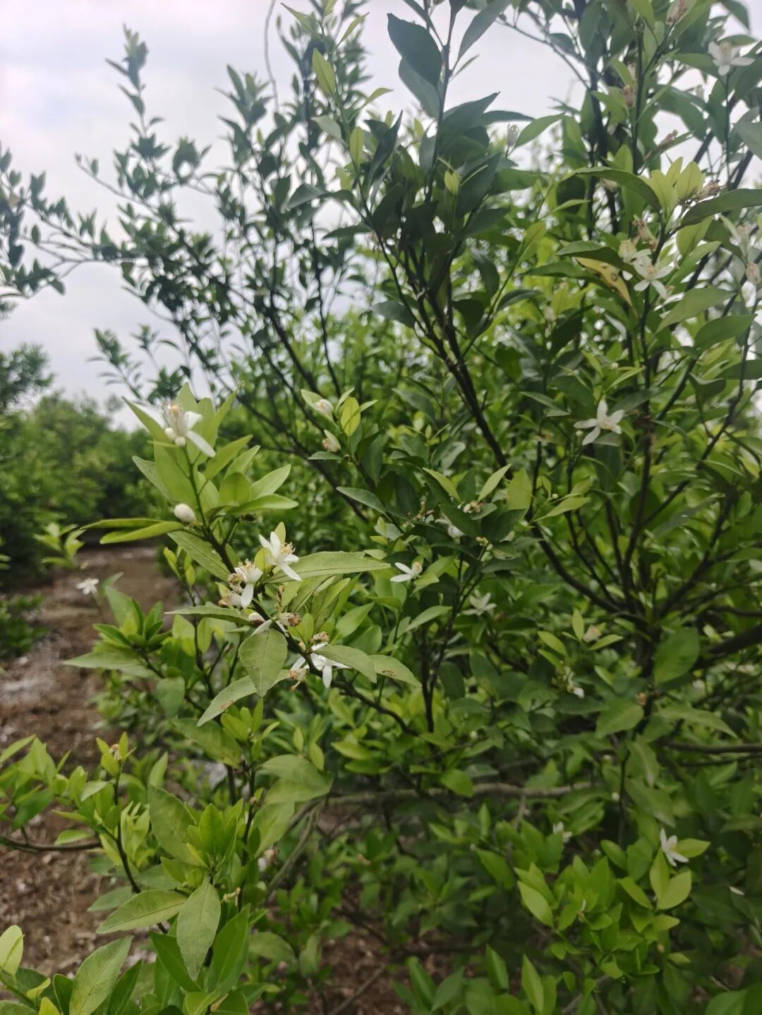 新会茶枝柑花量只有往年三成，今年陈皮涨价已难避免