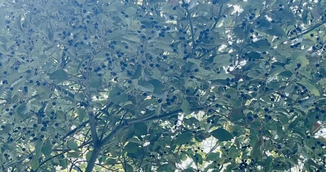 不要捏！不要踩！广西街头正大量出现， 不少人已中招！网友: 根本躲不开