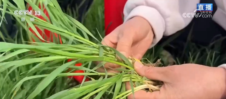 滴“智慧水”、施“营养餐” 冬小麦春管尽显“科技范儿”“智慧劲儿”