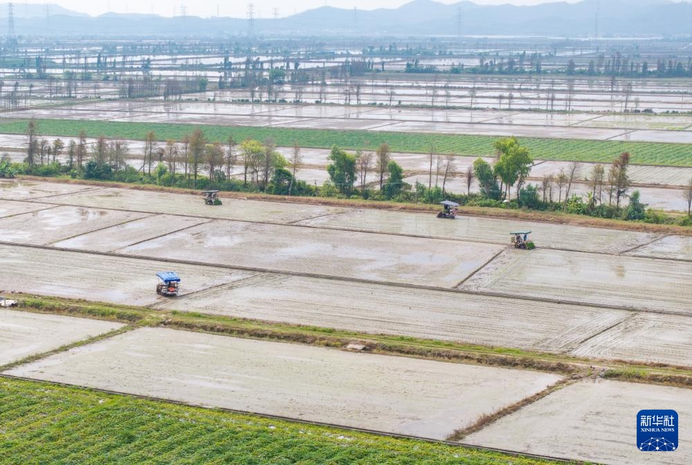 春耕时节“广东第一田”插秧忙