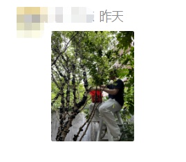 夸张！曾经500元/斤，现在随便吃？在东莞很常见→