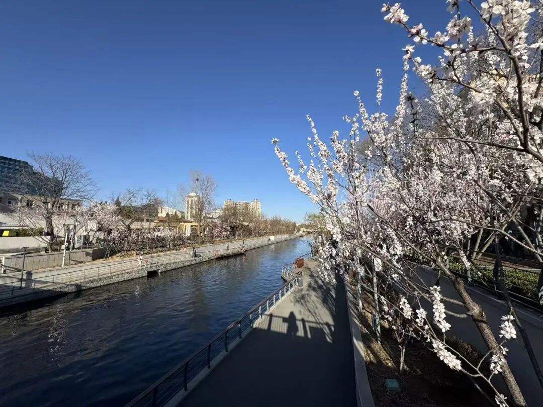 花开京城万物新｜一船春色两岸花开，来亮马河找春天