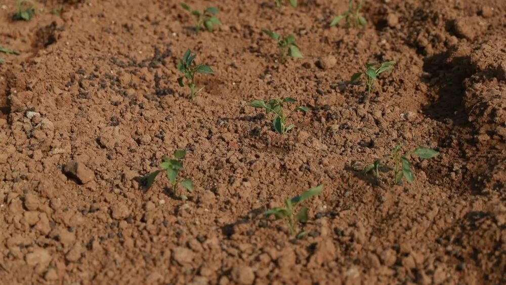 “共享菜园”为啥火了？