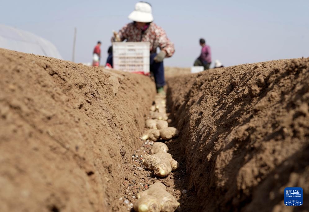 春风和煦耕作忙 春风和煦耕作忙