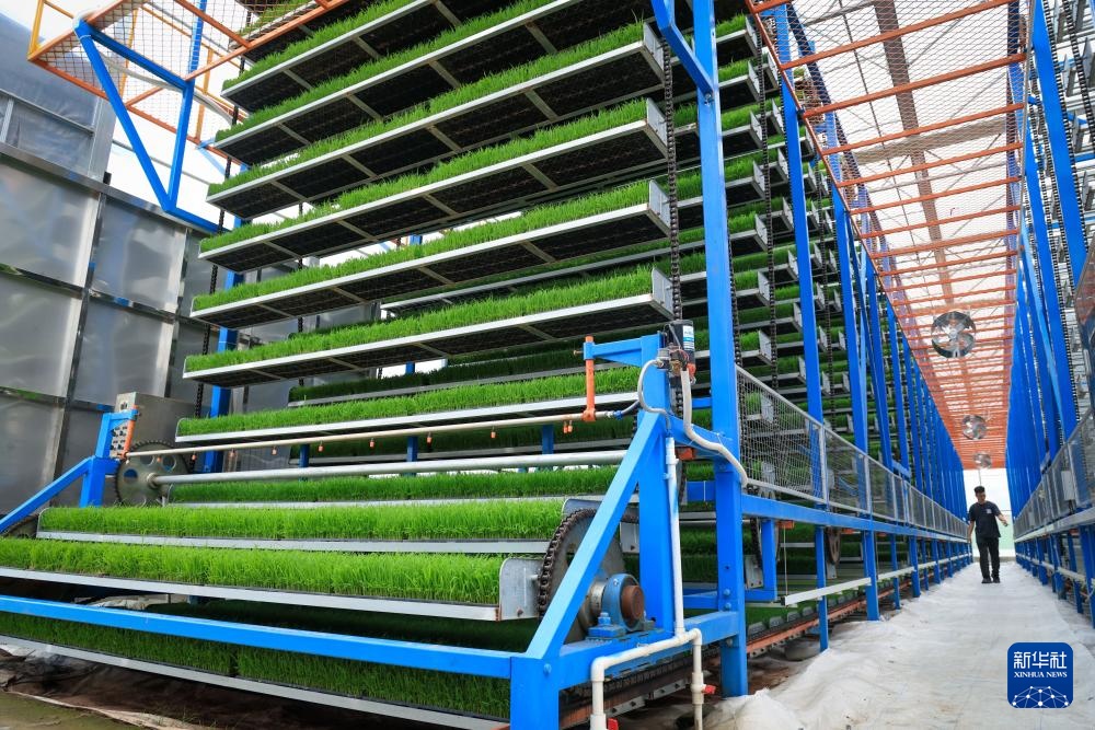 春耕时节“广东第一田”插秧忙