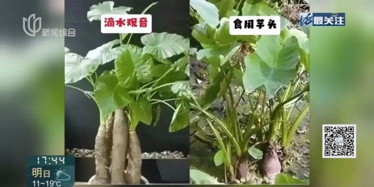 别再跟风“挖野菜”了！上海最近多人中招，被紧急送医