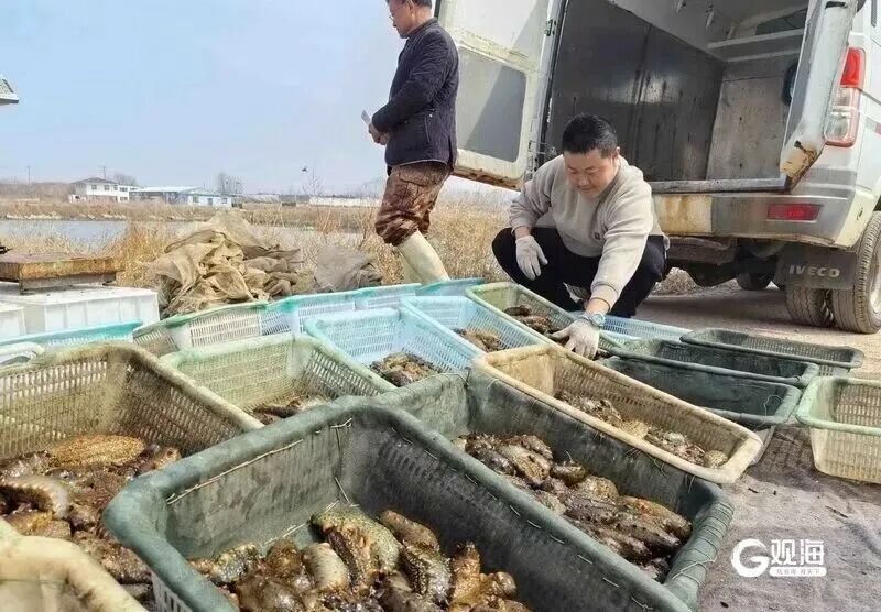 个大鲜肥！青岛这种海鲜正大量上市，每天几万斤，一上岸就被抢……