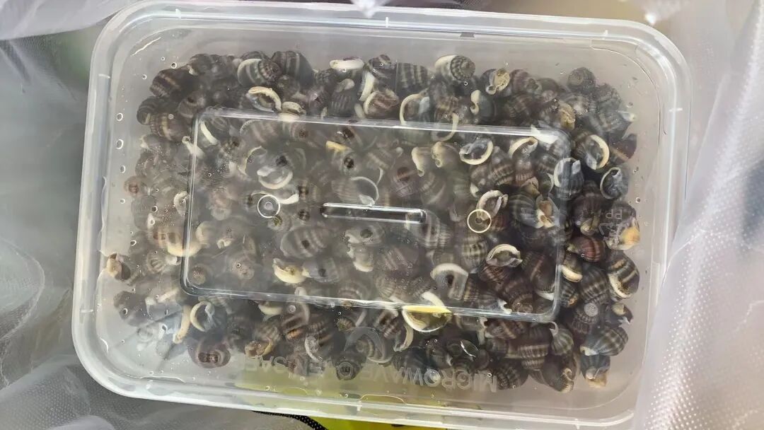 紧急提醒：这种有毒海鲜，别吃、别买！