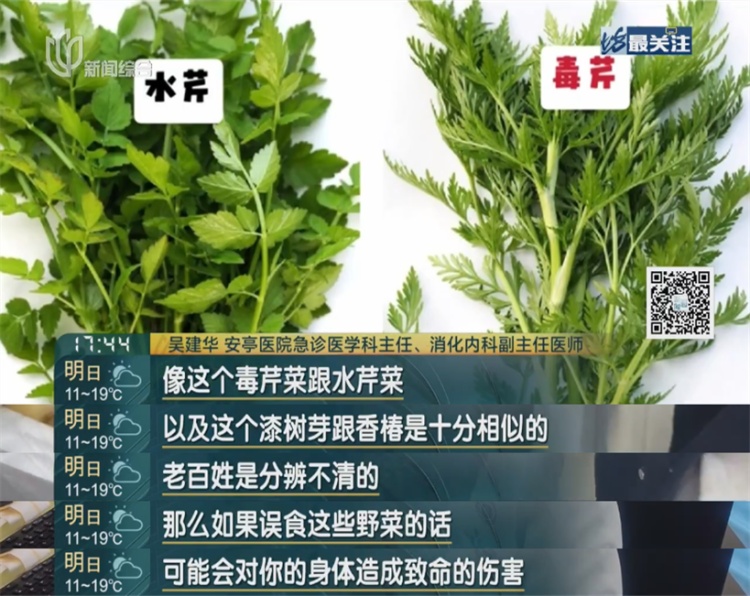 别再跟风“挖野菜”了！上海最近多人中招，被紧急送医