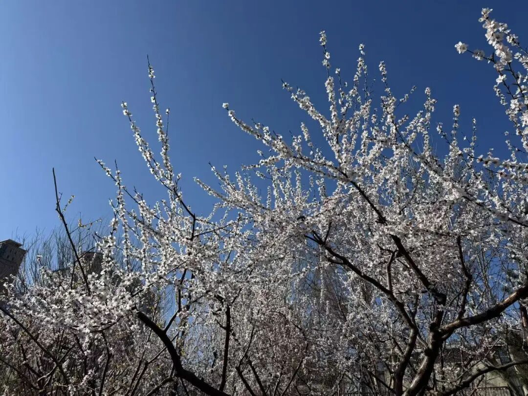 花开京城万物新｜一船春色两岸花开，来亮马河找春天