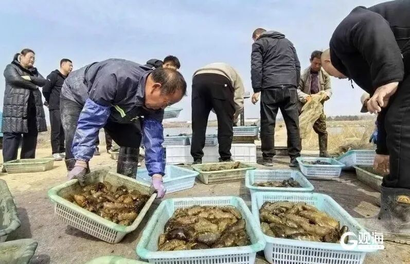 个大鲜肥！青岛这种海鲜正大量上市，每天几万斤，一上岸就被抢……