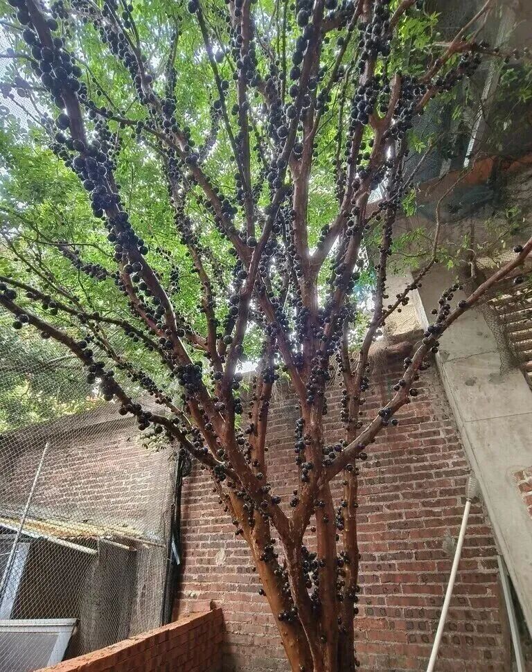 夸张！曾经500元/斤，现在随便吃？在东莞很常见→