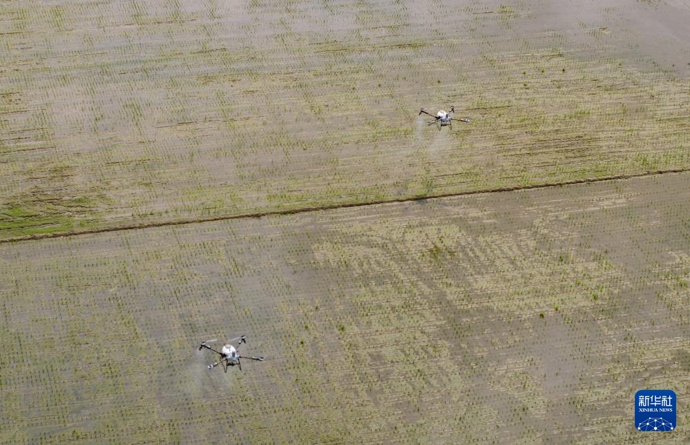春耕时节“广东第一田”插秧忙