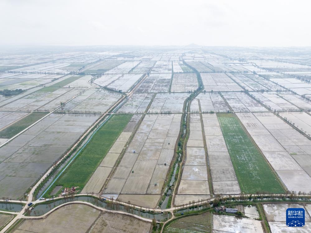 春耕时节“广东第一田”插秧忙