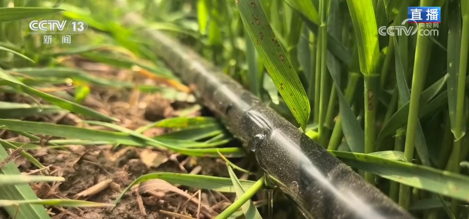 滴“智慧水”、施“营养餐” 冬小麦春管尽显“科技范儿”“智慧劲儿”