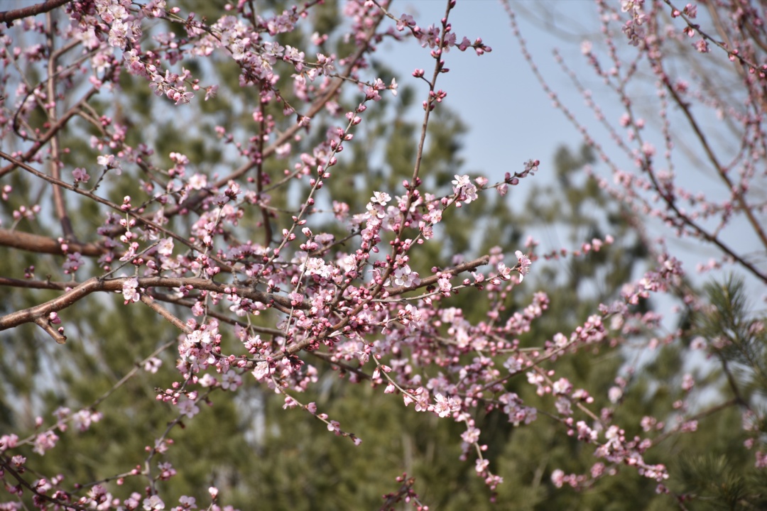 今天石家庄最高气温28℃！降温降雨随后就来