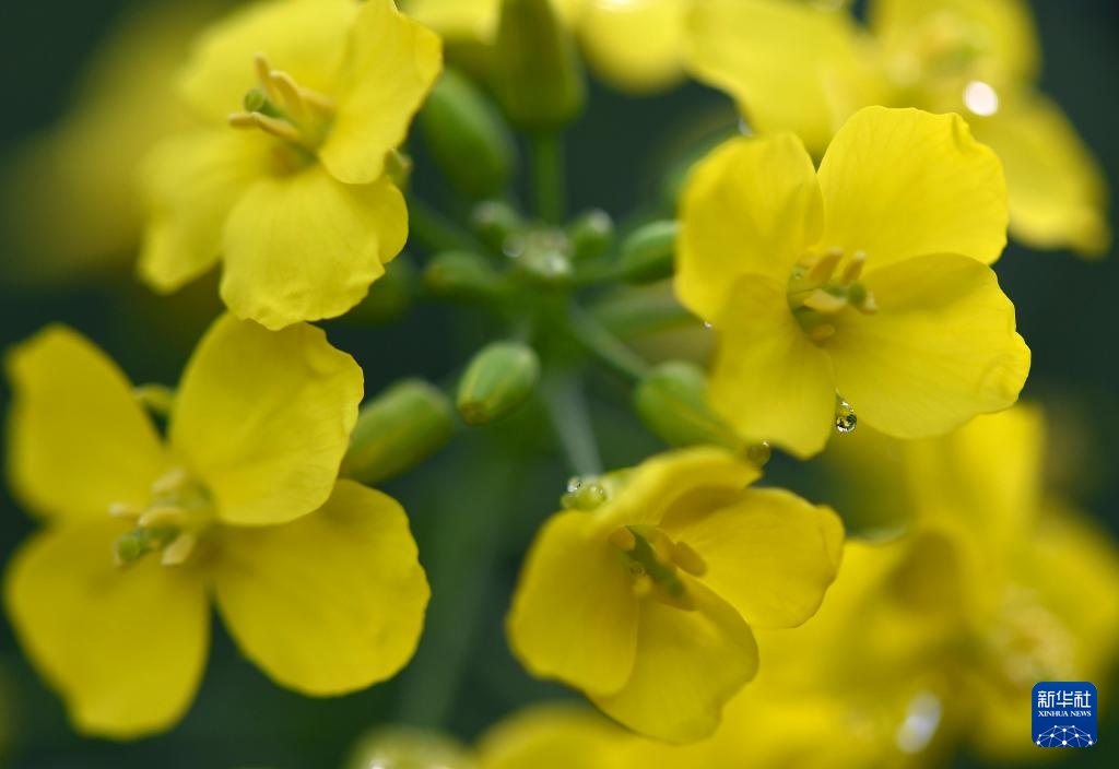 花开婺源 微距寻春