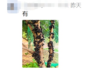 夸张！曾经500元/斤，现在随便吃？在东莞很常见→