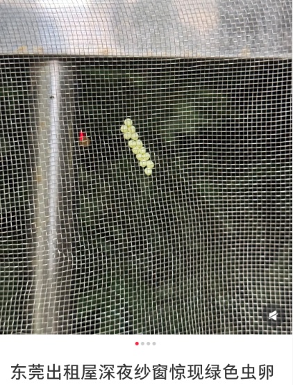 头皮发麻！快检查阳台衣服！这种绿色小颗粒又来了