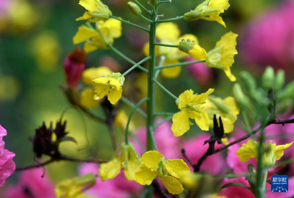 花开婺源 微距寻春