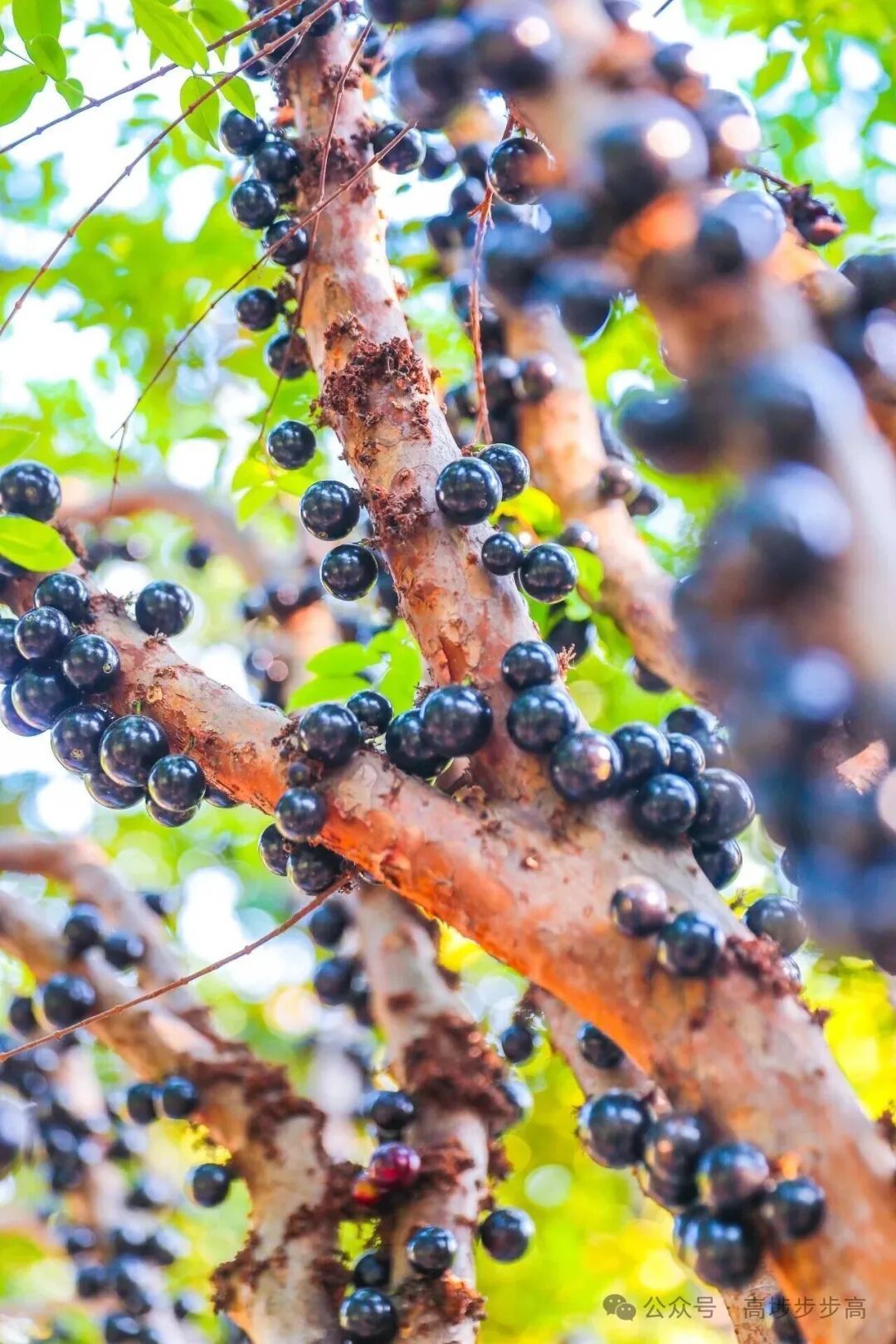 夸张！曾经500元/斤，现在随便吃？在东莞很常见→