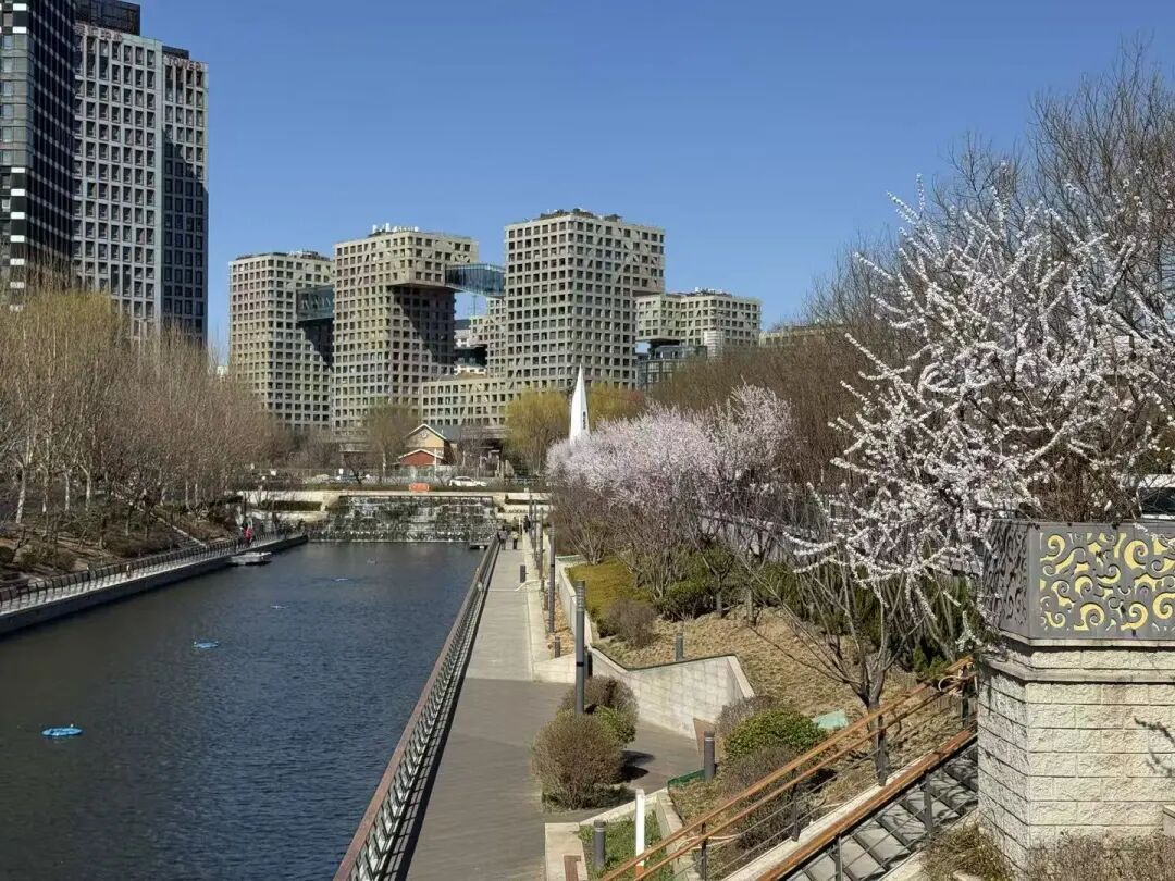 花开京城万物新｜一船春色两岸花开，来亮马河找春天